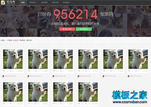 宠物秀简洁大气html5响应式模板（带后台）