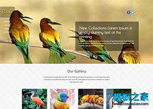 鸟类动物图片展示企业html5模板（带后台）