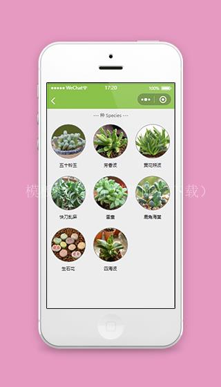 多肉微信小程序多肉种类页面源码下载（带后台）